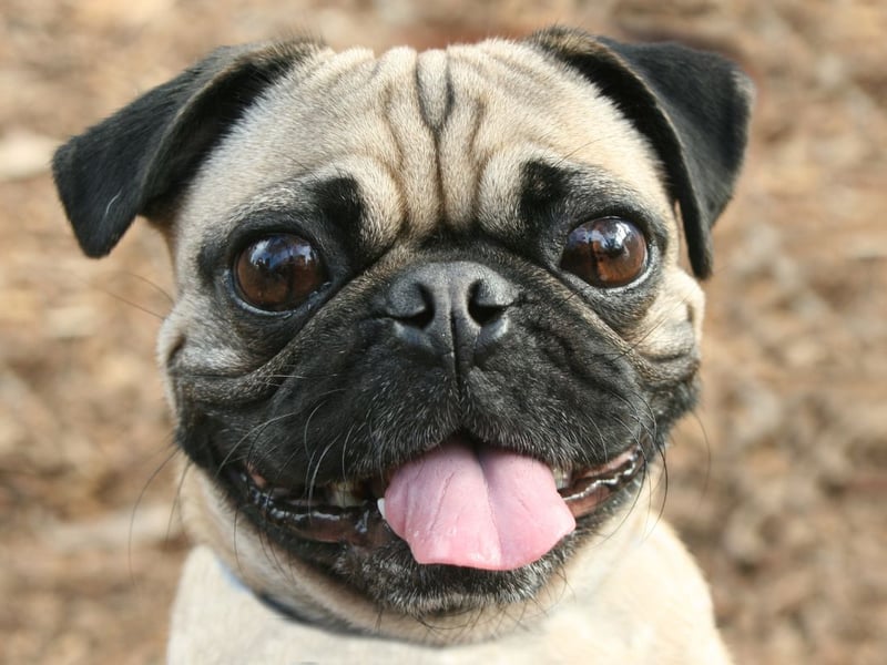 The adorably wrinkly Pug is cute but these dogs are prone to developing a host of health issues, giving these small pubs an average life of 7.65 years.