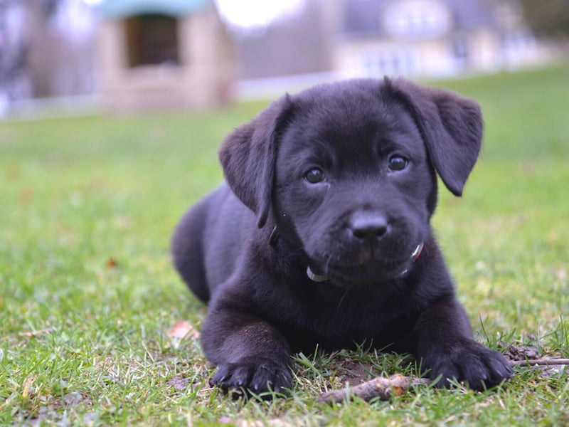 Britain's - and the world's - most popular dog, the Labrador Retriever has an above-average lifespan of 11.77 years. It is named after the Labrador region of Canada where its precursors, the St. John's Water Dog, originally came from.
