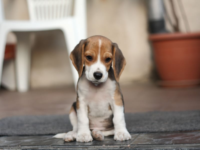 A boisterous scent hound that love to run around in a pack, Beagles have an average lifespan of 9.85 years. These days they are often used as a detection dog to check for prohibited items in airposrt customs.
