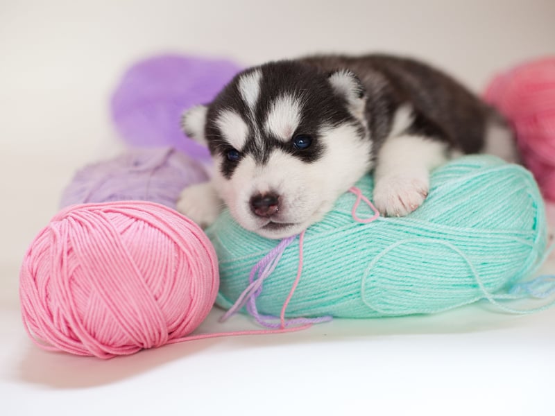 A hardy Arctic sledge dog that can pull people and produce over miles of icy tundra, the Husky can be expected to clock up an average age of 9.53 years.