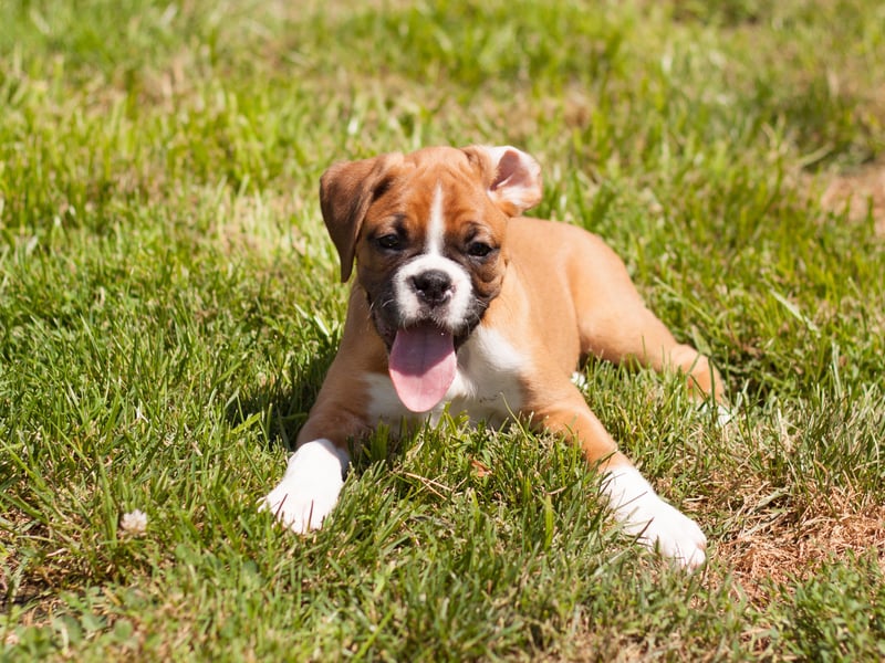 The charismatic Boxer has an average lifespan of 10.04 years according to the research. Developed in Germany, it is now particularly popular as a family pet in America.