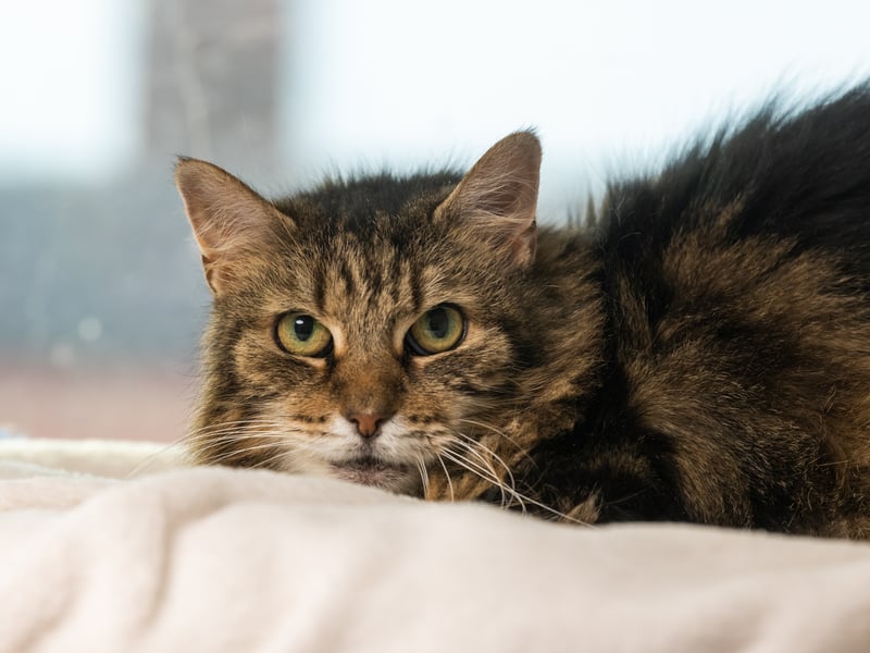 Amid the financial uncertainty, the branch is still marking National Love Your Pet Day today (Thursday) by urging followers to send in pictures of their beloved animals. Pictured is one of the centre's cats called Emily.