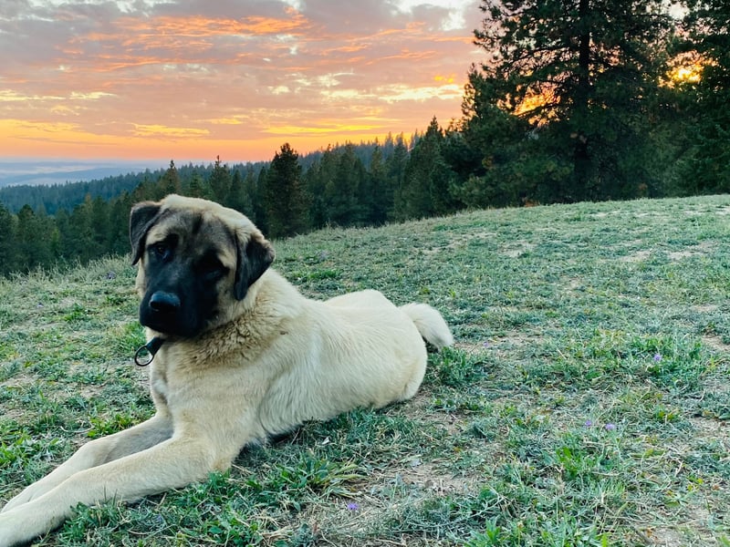Bred to protect livestock in its native Turkey, the Anatolian Shepherd can weigh up to 65kg and has a proud and confident temperament.