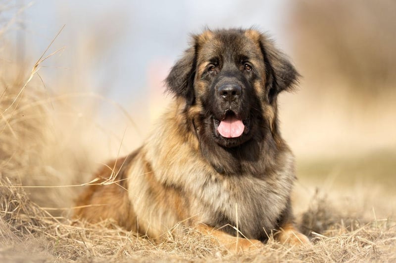 Named after the German city of Leonberg, the Leonberger can weigh up to 77kg but is yet another gentle giant, making loyal and affectionate family pets.