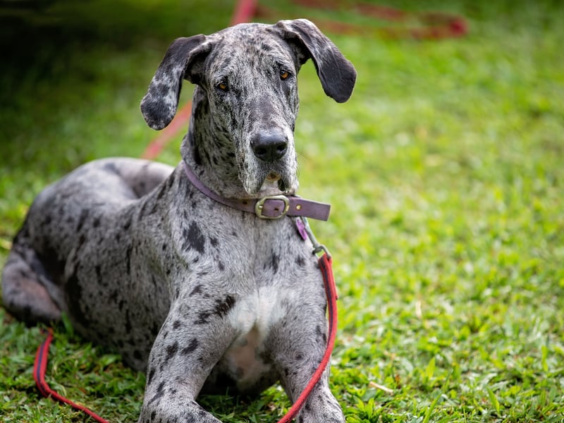 The magestic Great Dane may not quite be the largest dog in the world but it is the tallest. The Guinness Book of Records include a Great Dane called Zeus who stood an amazing 44 inches from the ground. They may be huge but are known for being loving and playful. 