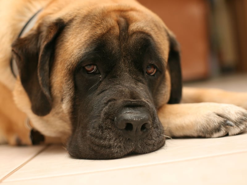 The Mastiff - sometimes known as the English Mastiff - is officially the largest dog in the world. According to the Guiness Book of Records - a dog called Zorba weighed in at 142.7 kg and stood 27 inches high in 1981. 