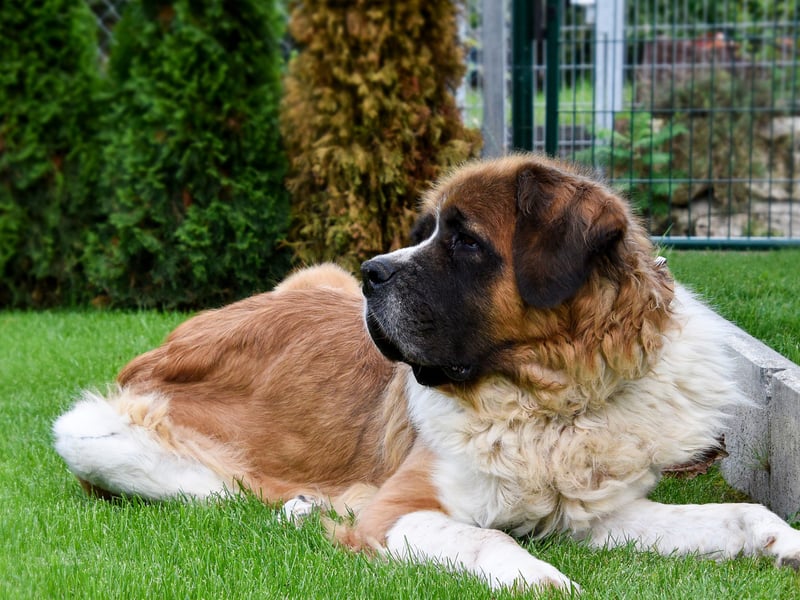 Originally bred to resue people in the Alps, the Saint Bernard is big enough and strong enough to trek through deep snow for miles. Weighing in at up to 91kg they are loyal and make great guard dogs. 