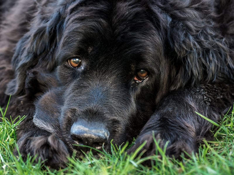 Canada's Newfoundland breed can weigh up to 70kg and are probably the strongest dog on this list. They get on very well with children and are fiercely protective. of family members.