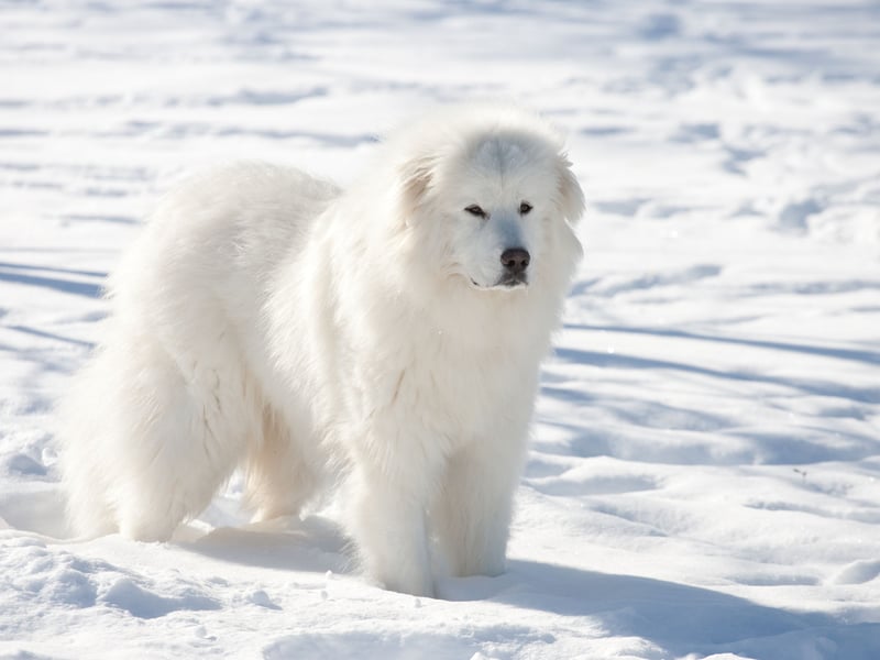 Another dog bred to protect livestock, the Great Pyrenees is also known as the Pyrenean Mountain Dog and can weigh in at a hefty 54kg.