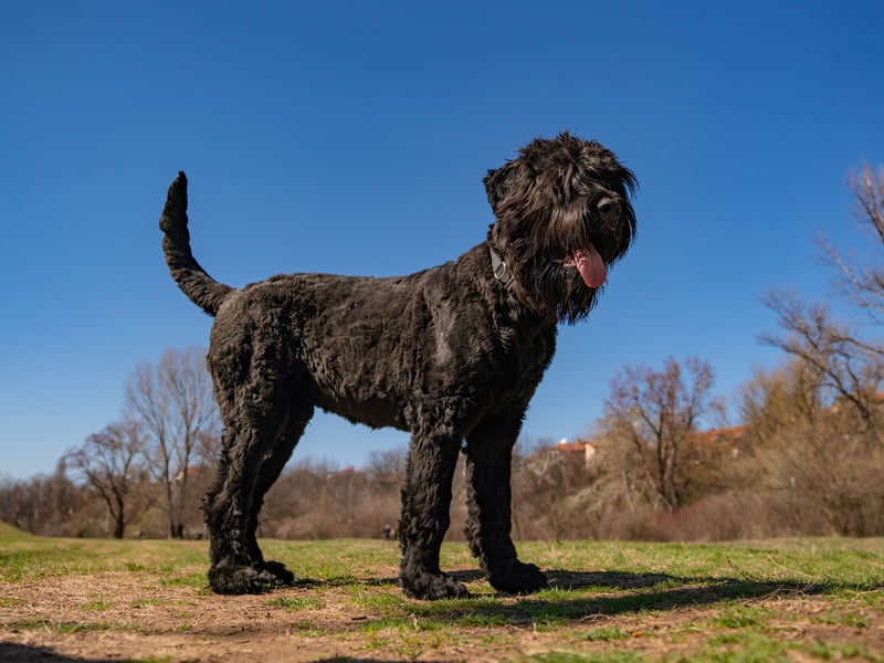 Most terrier tend to be small dogs, but not the mighty Black Russian Terrier. These glorious fogs can reach a height of 80cm and weigh up to 63kg.