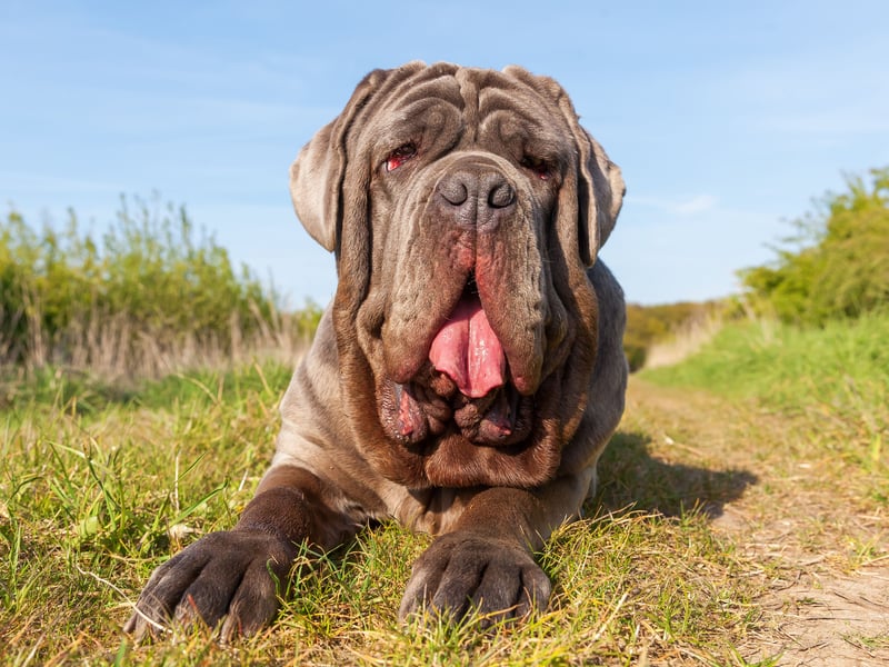 Bred in their native Italy to be fearsome guard dogs, the Neopolitan Mastiff can tip the scales at up to 70kg.