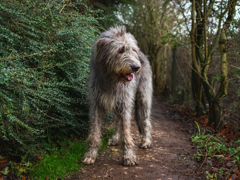 Irish Wolfhounds can stand up to a lofty 35 inches in height and have very low levels of aggression, making them a good dog to have around children.