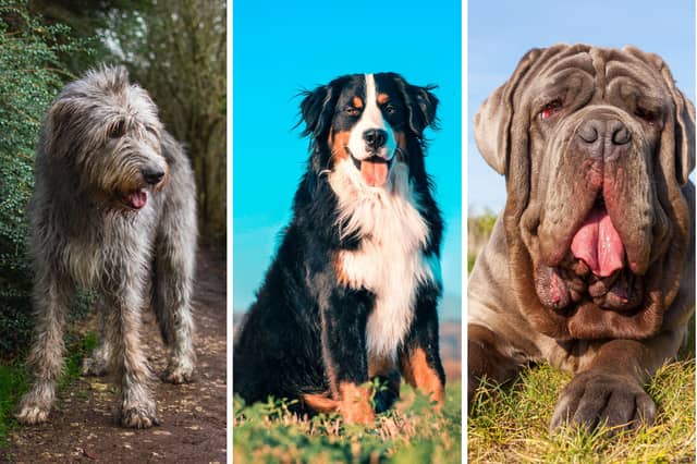 Three of the world's largest dog breeds.