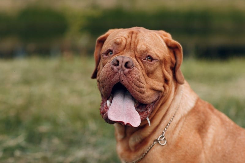The Dogue de Bordeaux, also known as the Bordeaux Mastiff or French Mastiff, is a very muscular dog than can weigh up to 65kg. They are one of the most expensive dogs to buy and care for, so are not necessarily suitable for a family pet.
