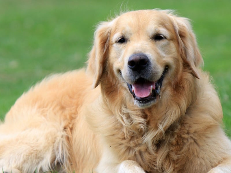 What is true of the Labrador Retriever also tends to be true of their shaggier cousin the Golden Retriever - and that's the case when it comes to training. Adorable and brainy, this breed is the complete package.