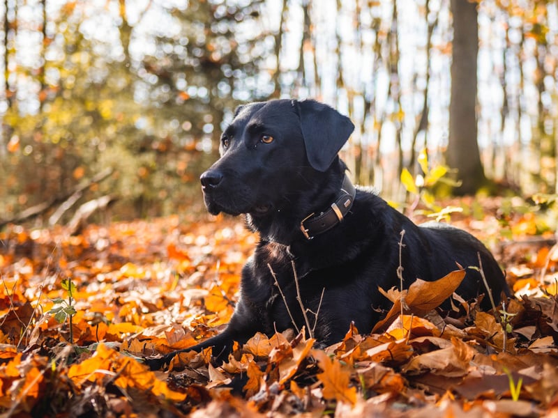 The Labrador Retriever is the most popular dog in the UK - and in the world - and their quick learning and curious nature makes them perfect for guide dogs or hearing dogs. Being naturally greedy, a few treats as a reward for obeying commands will soon get them trained to fo pretty much anything you ask.