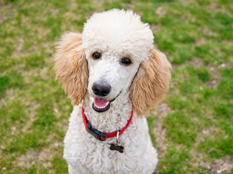 They may look high-maintenance, but Poodles are very eager to please and keen to learn. Not just a pretty face, these curly cutesters are as brainy as they are beautiful.