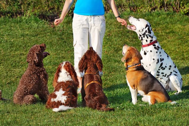 Some breeds of dog are generally easier to train than others.