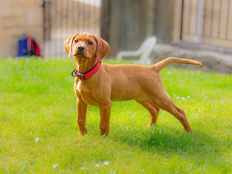 Vizslas have the perfect mix of intelligence and loyalty that means they actively enjoy being trained. Classic velcro dogs, they'll never want to leave your side - meaning recall shouldn't be an issue.