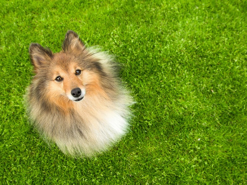 The Shetland Sheepdog is another dog that has been bred to herd sheep, meaning teaching it to simply 'sit and stay' should be easy.