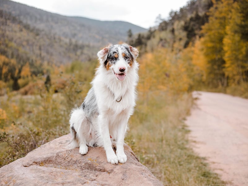 Weirdly enough there's nothing particularly Australian about the Australian Shepherd, which was originally bred in America to herd animals. As is the case with most herding specialists, it's pretty easy to train - just make sure they have enough exercise and stimulation so they don't become frustrated and misbehave.