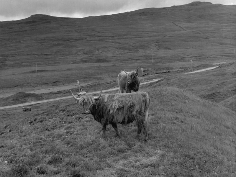 Highland cattle grazing in summer 1961