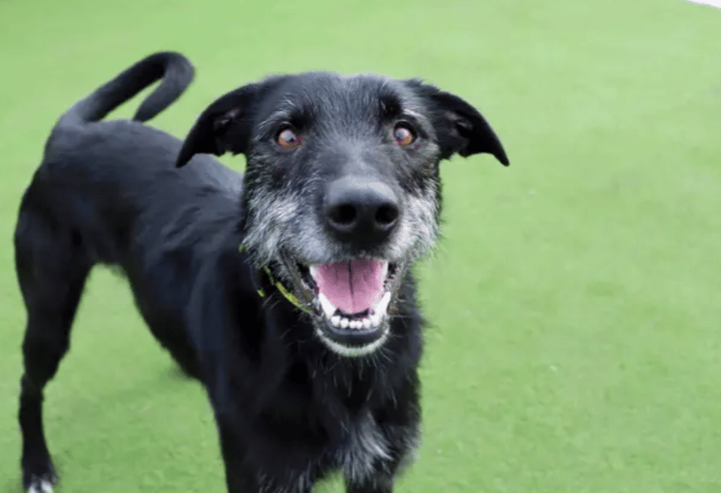 Lenny is looking for a home that is in a quieter location and ideally has no neighbouring/passing dogs. He can react when seeing other dogs so needs a bit more help with this. With introductions done in the correct way though he may have some walking pals. Lenny adores people and struggles on his own so would like his family at home to keep him company.