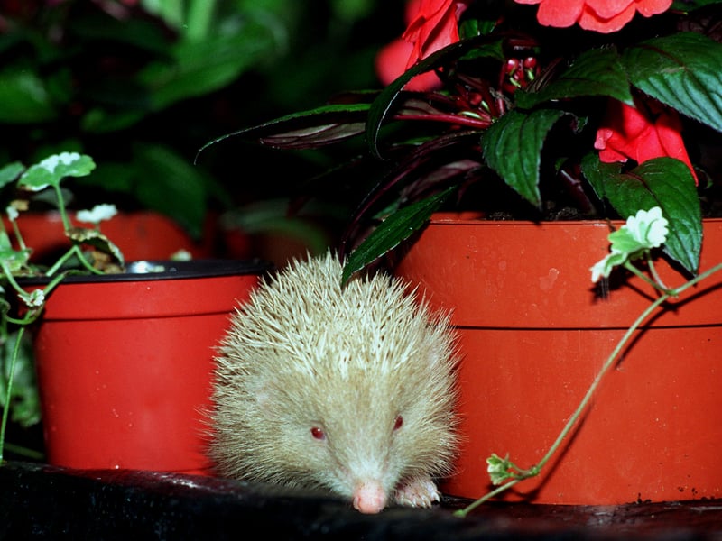 This Albino Hedgehog found by John  Sherburn the owner of Lyndum Nurseries in June 1997.