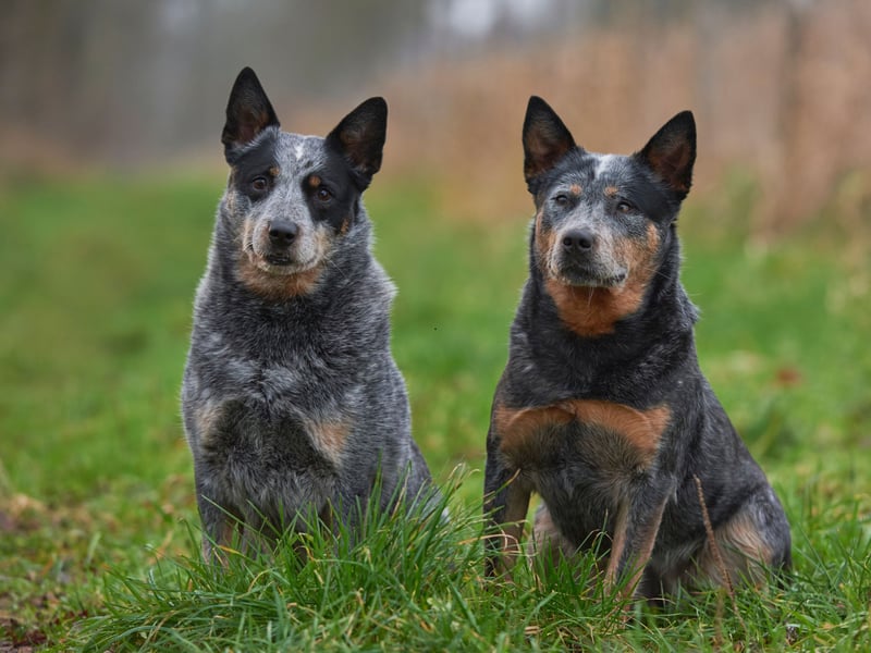 An Australian Cattle Dog called Bluey holds the record for the longest-lived dog - reaching an incredible 29 years of age. A dog rarely seen in UK parks, the breed normally lives for around 15 years.
