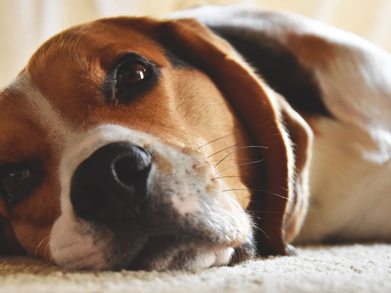 The oldest recorded Beagle was called Butch, from the USA, who lived until he was 28. More usually, Beagles can be expected to live for between 12 and 16 years.