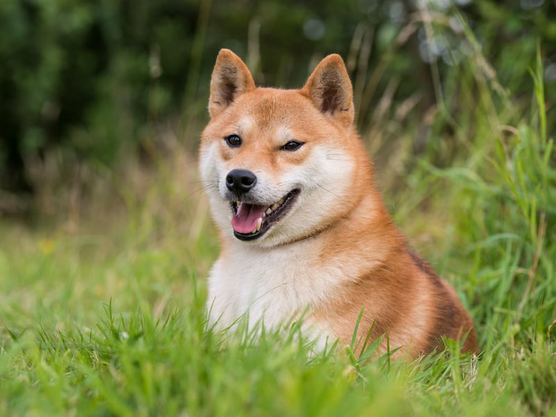 Revered in their native Japan for their incredible loyalty, the Shiba Inu tends to live for between 13-16 years.