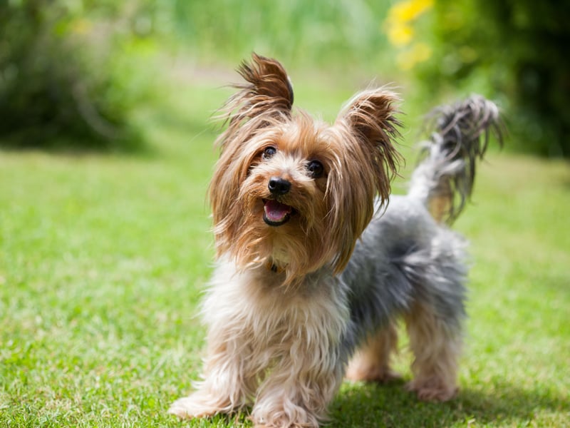 The tiny Yorkshire Terrier tends to live for between 14 to 17 years, significantly longer than their larger terrier cousins.