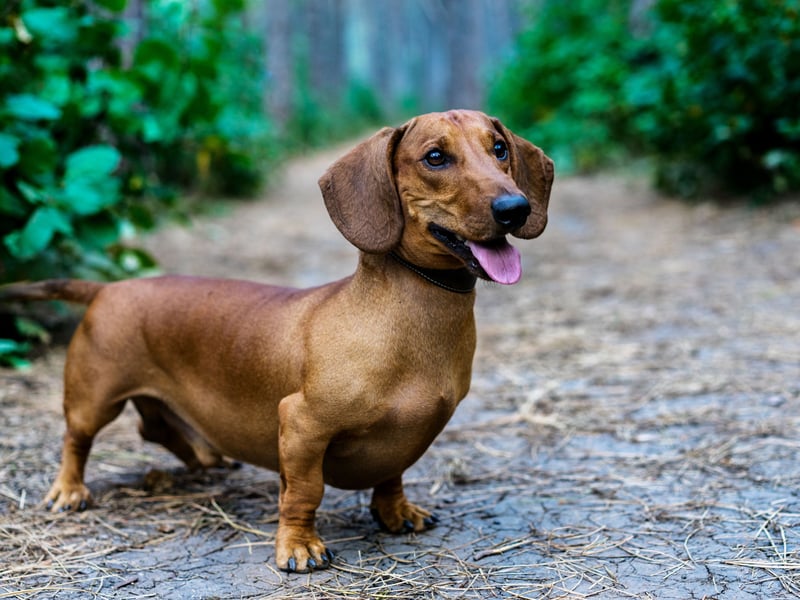 Both the smooth haired and long haired varieties of Dachshund live for between 12-17 years - with one record-breaker called Chanel reaching the age of 21. 