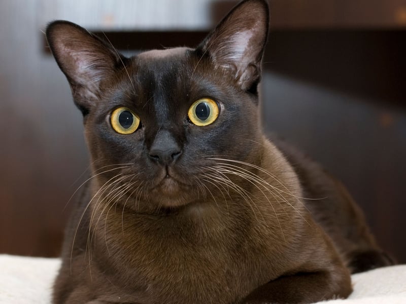 Considering that the Siamese and Tonkinese are both affectionate - it's no surprise that the Burmese cat is too. Don't expect them to stick by your side at all times - they love going for a solo adventure - but they will always be back to demonstrate just how much they love you (lots).