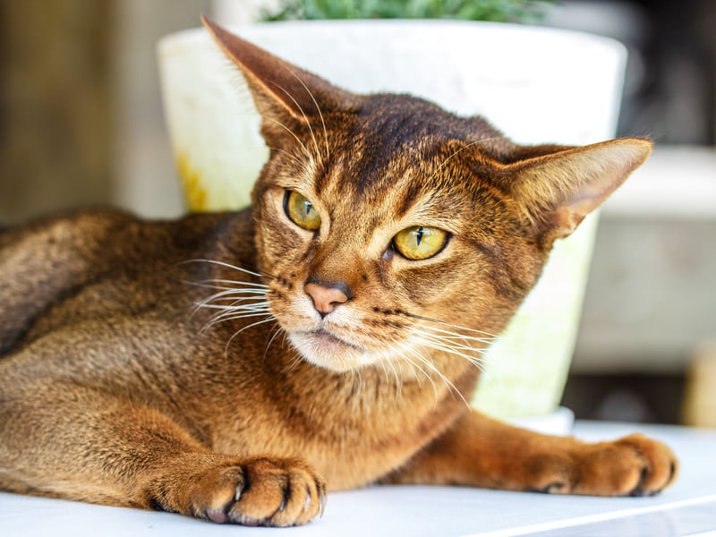 You've head of velcro dogs? Now meet a velcro cat. The adorable Abyssinian is the breed least likely to let you go to the toilet by yourself. Their previous owner must be protected at all times!