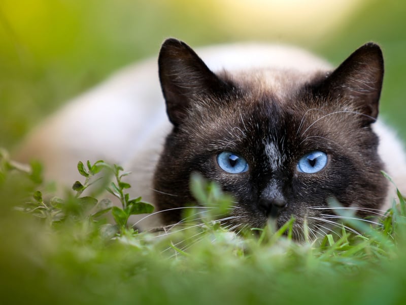 "We are Siameeiz, if you pleeiz". The Siamese cats in Disney's 'Lady and the Tramp' may have been villians but this is no factual reflection on the breed. In fact they are known for their affectionate personalities and will often follow their owner around the house gazing at them with adoration.