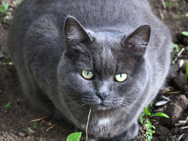 A rare French cat breed seldom seen in the UK, the Chartreux  is known for imprinting on their owners quickly, becoming a loyal and loving pet pretty much from the off. They are also very curious, so expect to find them in some 'interesting' situations.