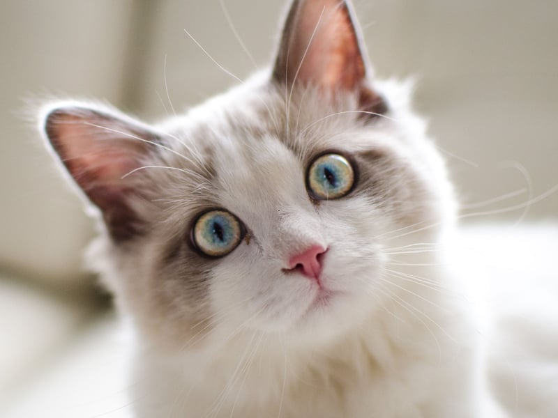 Pretty much the perfect pet, the Ragdoll has been bred to be affectionate companions, but also to be relatively low-maintenance and self-sufficient. They love children and are likely to always see your lap as being their evening relaxing spot.