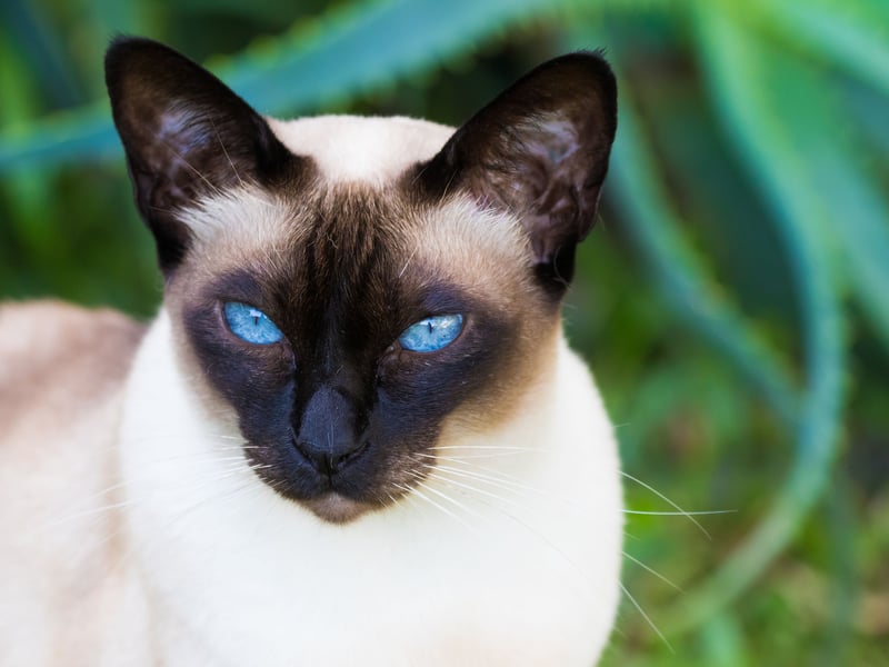As the portmanteaux name would suggest, the Tonkinese is a cross between the Siamese and Burmese. Breeders were aiming for a loving, affectionate and intelligent breed - and they succeeded! This breed won't just enjoy cuddles - it will DEMAND cuddles.