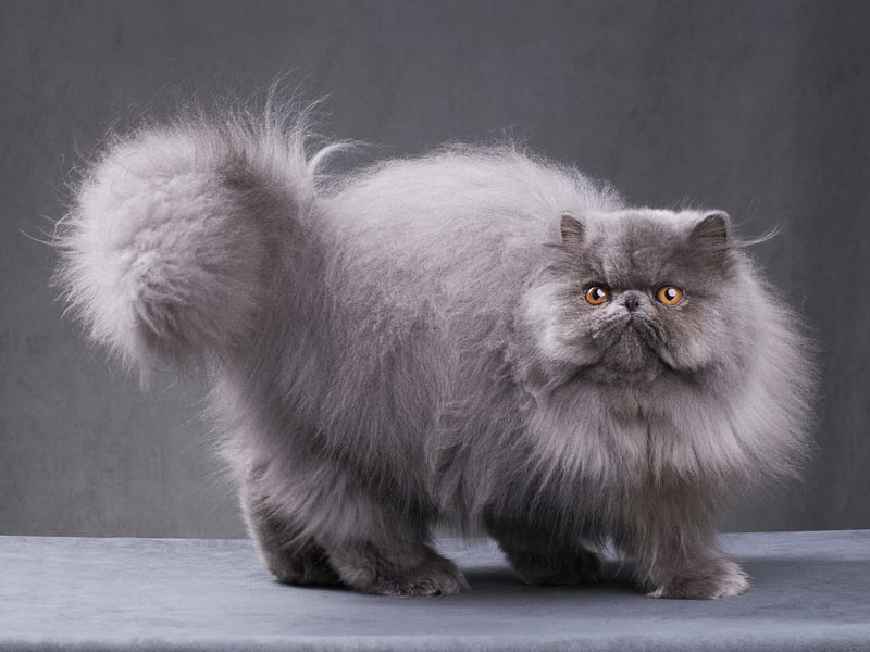 The Persian is a cat that is as cuddly as it looks - and that is 'very'. The bonus with these kitties is that they are incredibly lazy, so when they curl up on your lap they are probably there for the long run.