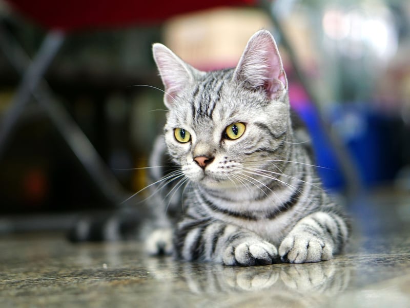 As the name would suggest, the American Shorthair is one of the most popular breeds of cat in the USA - it's pretty much the definition of 'housecat' on the other side of the Atlantic. Very adaptable and a perfect family pet, they tend to love being held - relishing all human contact.