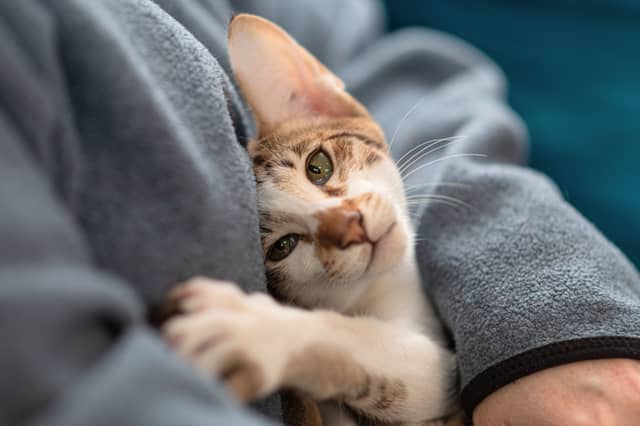 Some breeds of cat tend to be more loving than others.