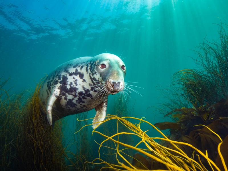 This shot shows a grey seal off Lundy Island, a marine protected area since 1973. Photographer David Alpert described seals as "delightfully curious creatures".
On catching the shot, he added: "Briefly, I become one of the privileged few, crossing the bridge into the world of a sentient wild animal." It earned him the British Underwater Photographer of the Year 2025 title.