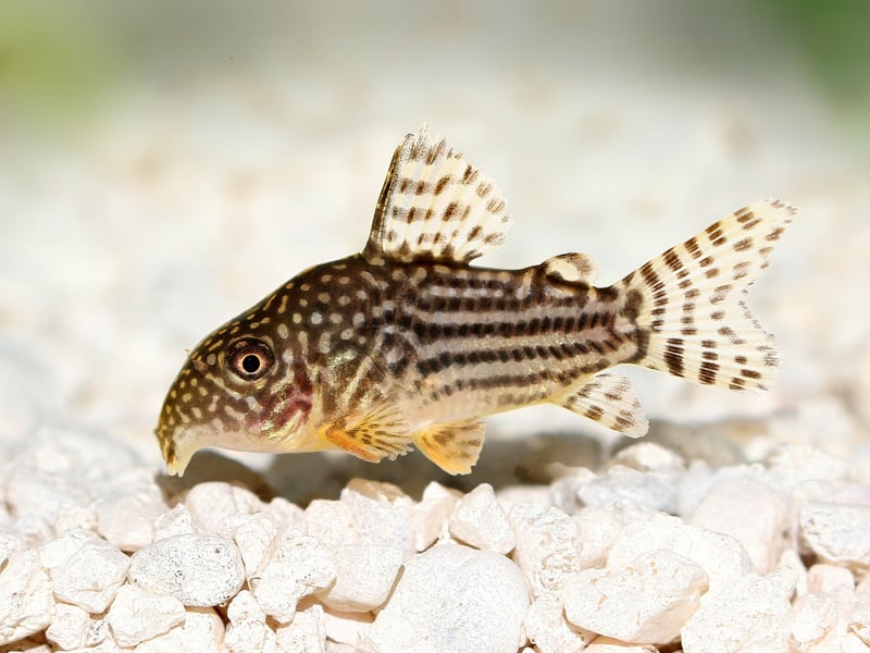 Another bottom feeding species that will happy clean up any food that has dropped to the bottom of the tank, the Corydoras Catfish is native to South America and Central America. They get on very well with other species of fish and are rarely aggressive.