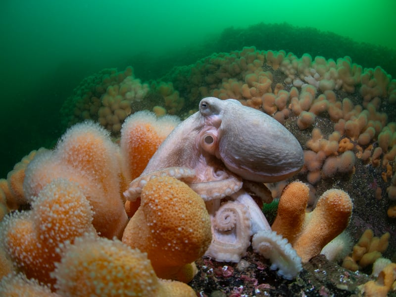 This octopus looks so conten among the coral that it is as if he is smiling. The image, which was taken deep in Loch Carron in Wester Ross, earned photographer Simon Temple the runner-up prize in the British Waters Wide-Angle category in the Underwater Photographer of the Year awards.