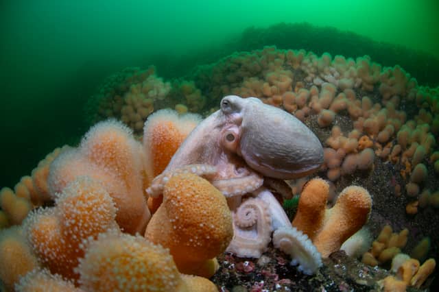 This octopus looks so conten among the coral that it is as if he is smiling. The image, which was taken deep in Loch Carron in Wester Ross, earned photographer Simon Temple the runner-up prize in the British Waters Wide-Angle category in the Underwater Photographer of the Year awards.