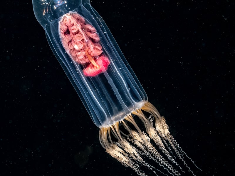 This rare and beautiful jellyfish 'Neoturris pileata' was taken by Dan Bolt in Scottish open water, with its precise location undisclosed. Judges were impressed with the larval crustacean which seemingly appears in the bell of this medusa, but closer inspection shows that it sits on the outside of the creature with the photo named 'The Hitchhiker' as a result. The image was the winner in the British Waters Macro category.
