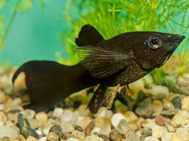 From the same family as the Guppy, Mollies can be differentiated by their body shape and smaller tail. Widespread across the Americas, the Molly can come in a variety of colours, with black and orange being among the most popular with aquarium owners.