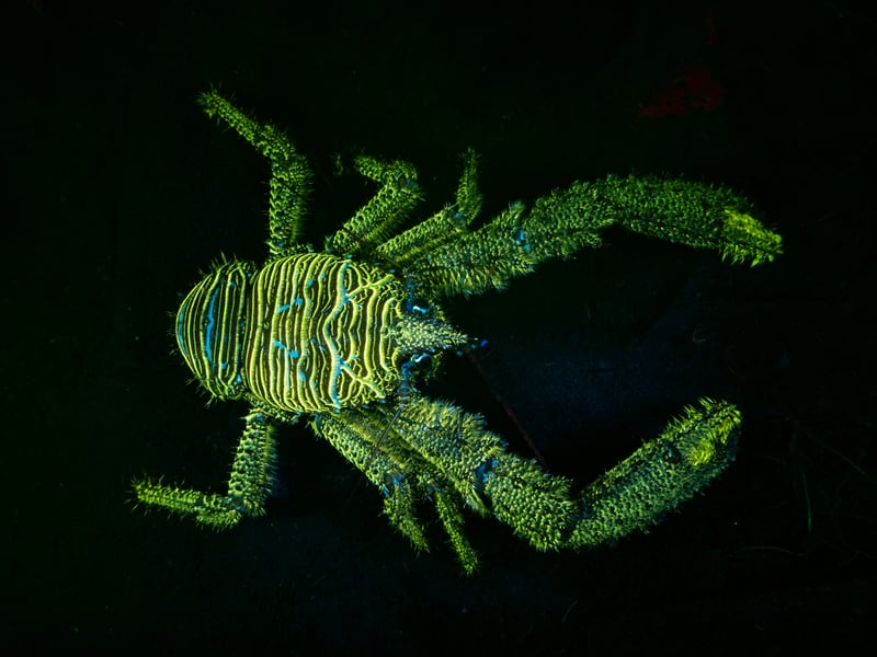 This shot was captured during a "wonderful" night dive  in Loch Fyne by Inveraray, Argyll.  The waters are home to lots of life, particularly around an old pipe covered in concrete blocks, where the spiny squat lobster can be found. That night, they didn't seem to mind getting their picture taken with James Lynott taking the runner up prize in the British Waters Macro category.
