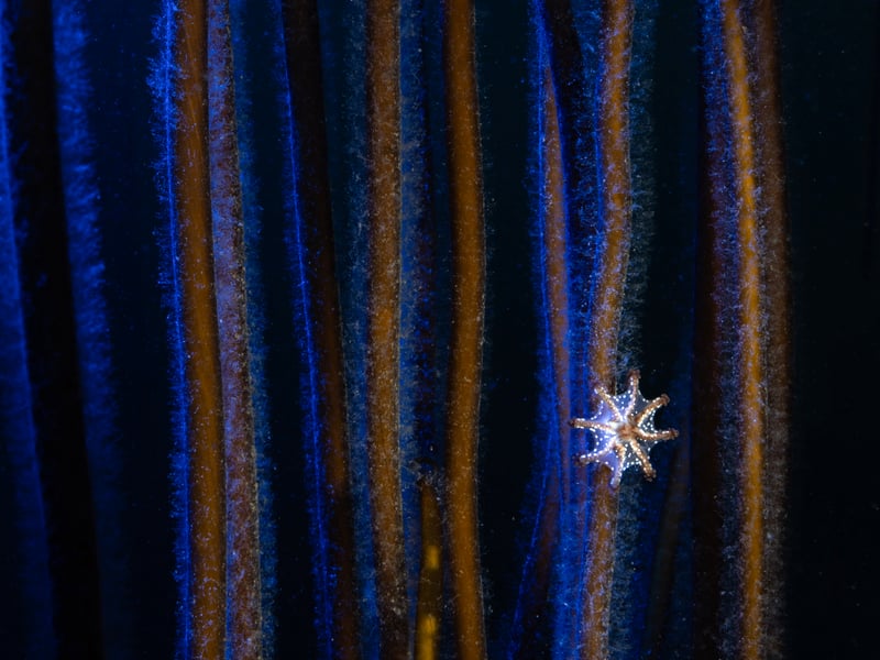 Towers of bootlace weed in Kimmeridge bay, Dorset, became the focus for photographer Sandra Walker, who wanted to show them at their summer best when they become covered in tiny 5mm stalked jellyfish. She used a blue light on the weed and a white light on the jellyfish to up the contrast. She took the third prize in the British Waters Macro category for the shot.